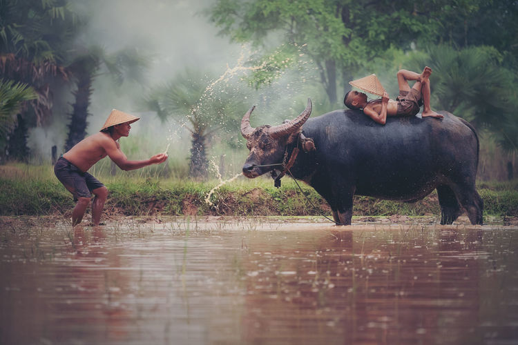 Man splashing water on son lying on water buffalo in lake
