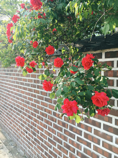 Red flowering plants against wall