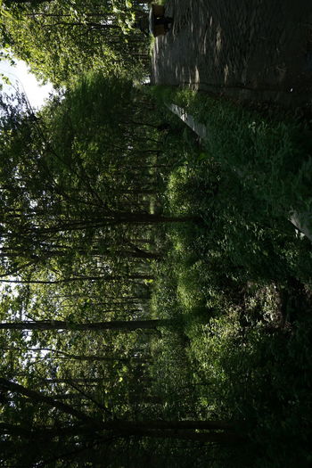 Trees growing in forest