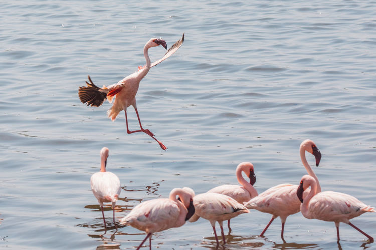 flamingo