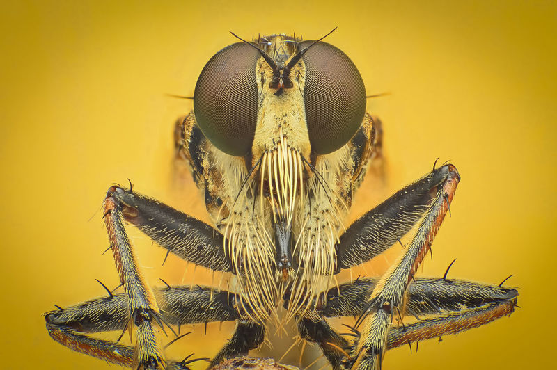Close-up of insect over yellow background