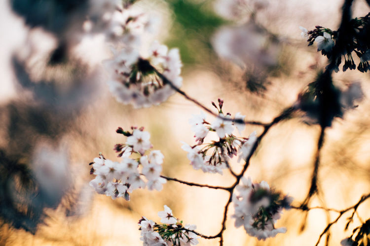 Low angle view of cherry blossom on tree