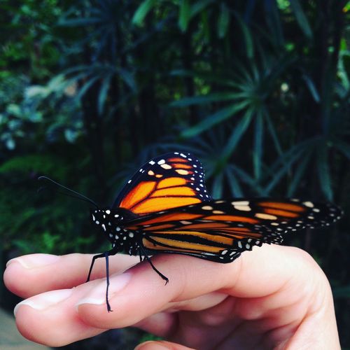 Close-up of cropped hand with butterfly
