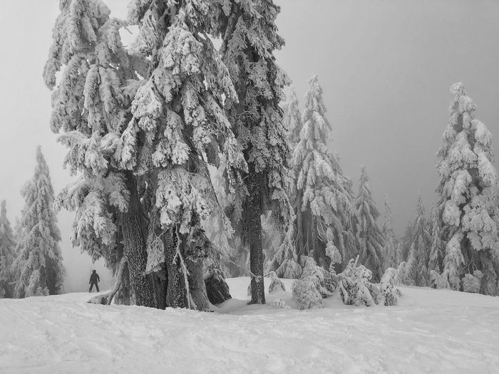 Trees on snow covered landscape against sky