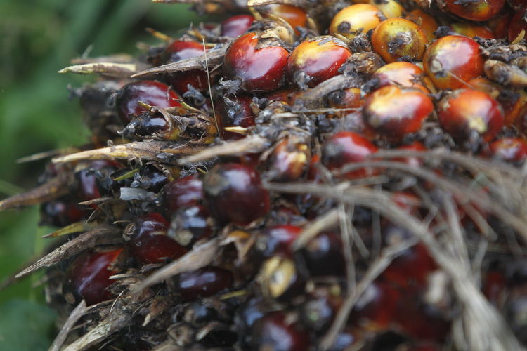 Close-up of pineapple