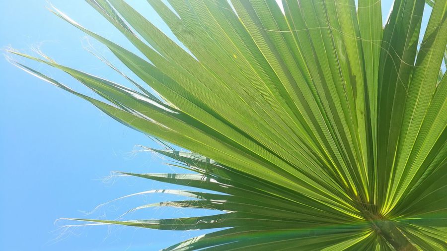 Close-up of palm tree against clear sky