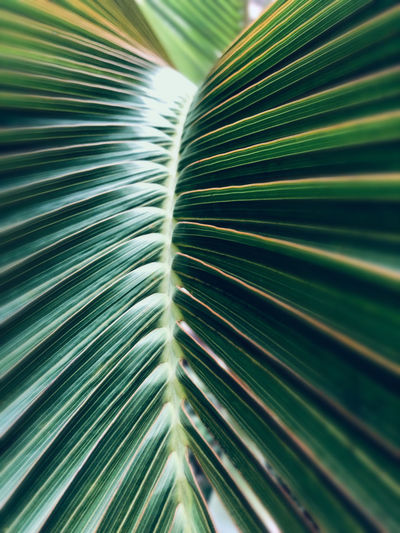 Close-up of palm leaves