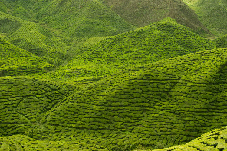 Scenic view of green landscape