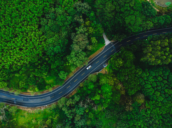 Aerial view of road in forest
