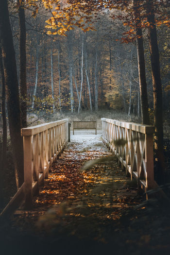 Sunlight falling on autumn leaves in forest