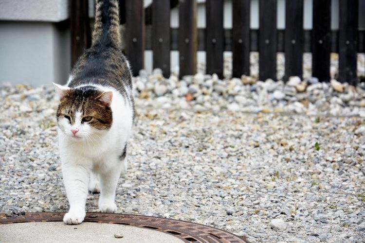Cat standing outdoors