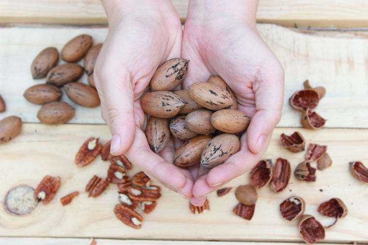 Close-up of hands holding walnuts
