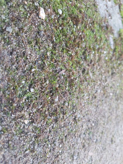 Full frame shot of moss growing on rock