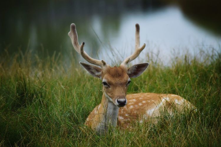 Portrait of deer standing on grass