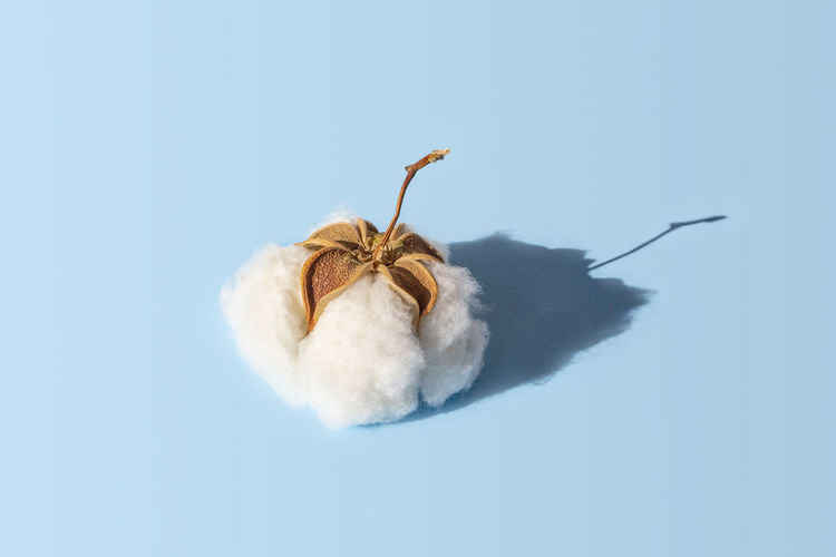 Cotton white dry plant flower, fluffy cotton ball with shadow on blue background, closeup