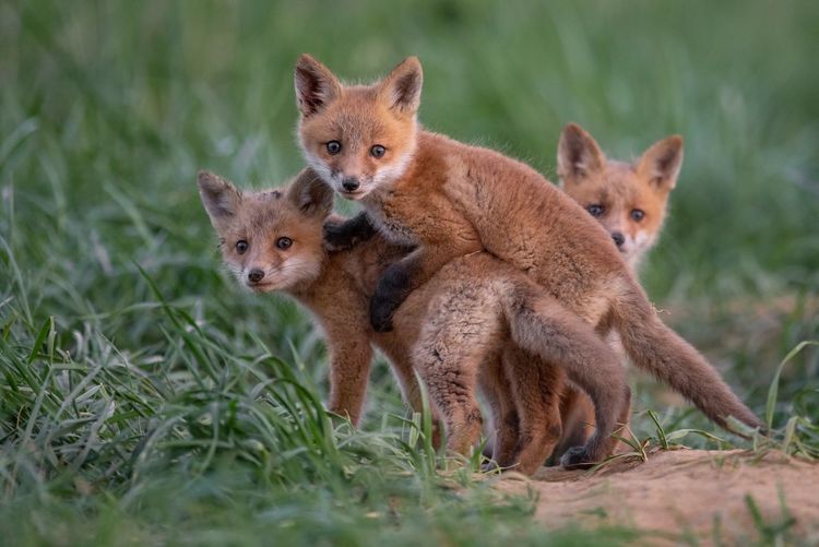 Portrait of fox pups on grassy field
