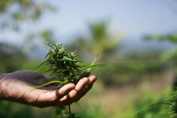 Close-up of hand holding plant