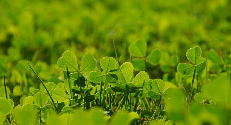 Close-up of green clovers
