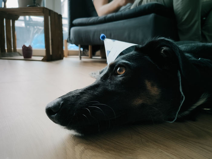 Close-up of dog relaxing on floor at home