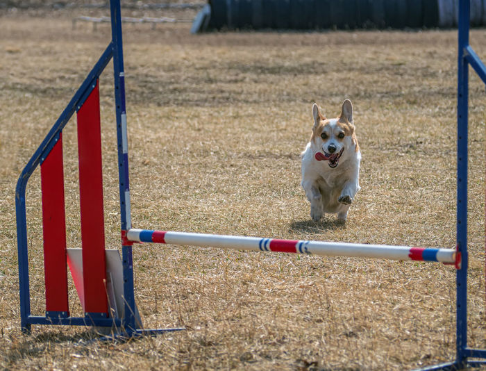 Dog running on field