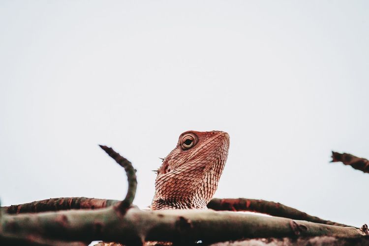 Low angle view of a reptile against clear sky