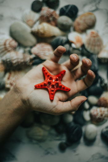 Close-up of hand holding starfish
