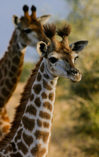 Close-up of young giraffe with mother in background