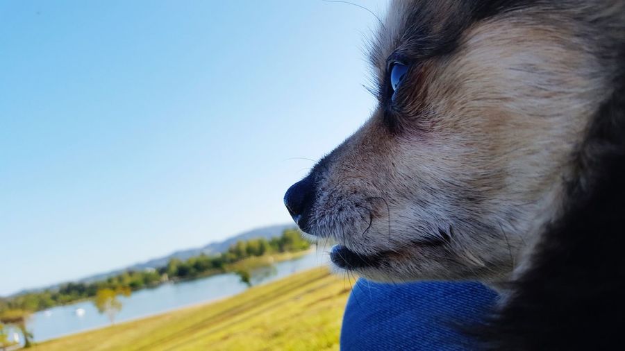 Close-up of a dog looking away on landscape
