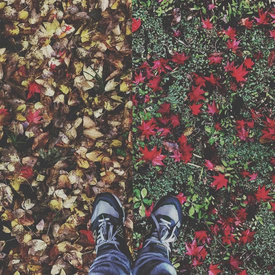 Low section of man standing on multi colored leaves