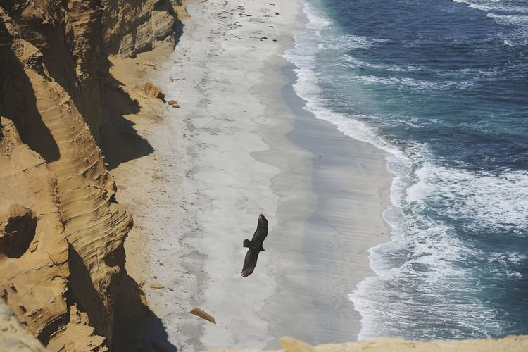 High angle view of birds on beach in paracas national reserve