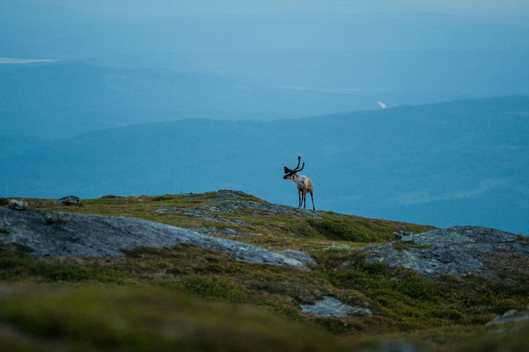 View of deer on mountain