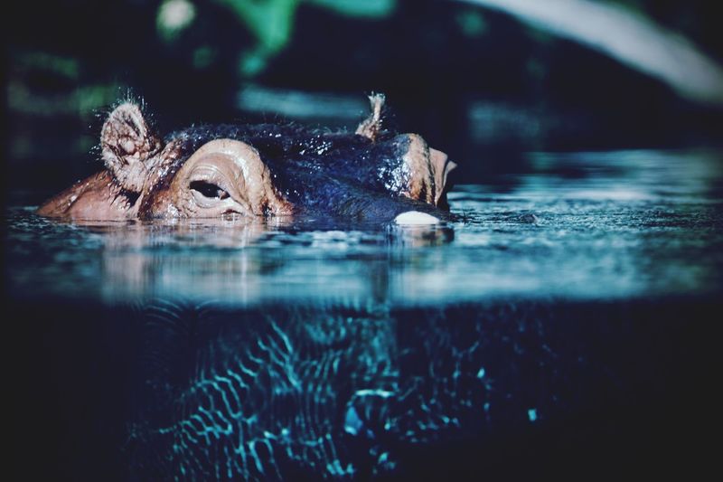 Close-up of hippopotamus swimming in lake