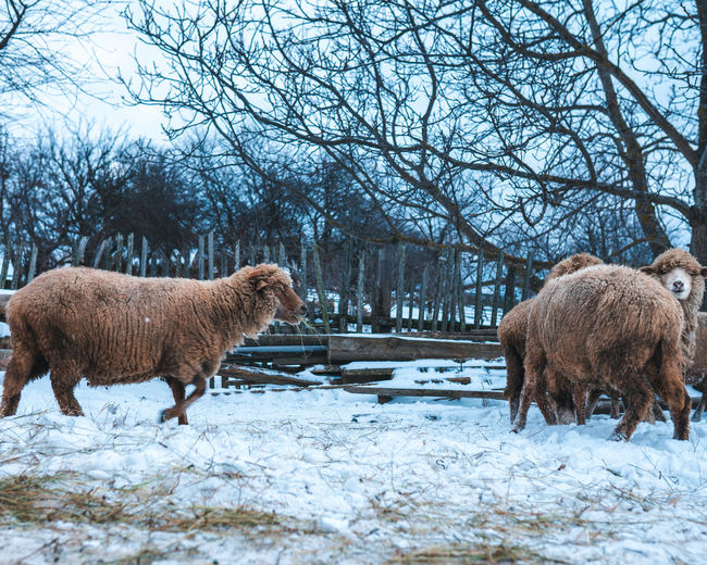 Sheep grazing on snow covered field
