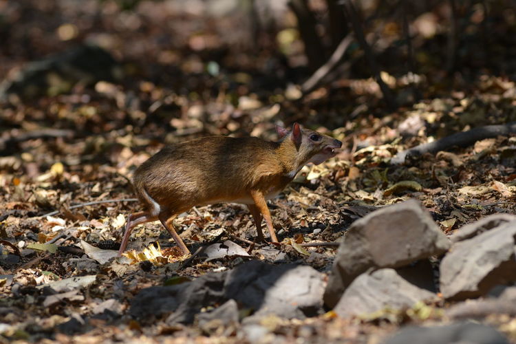 Mouse deer in nature lives in kaeng krachan thailand who are looking for food to eat naturally.