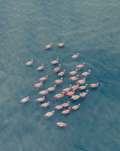 High angle view of flamingos swimming in sea