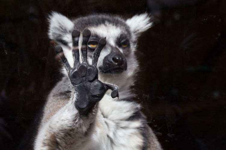 Close-up of lemur seen through glass