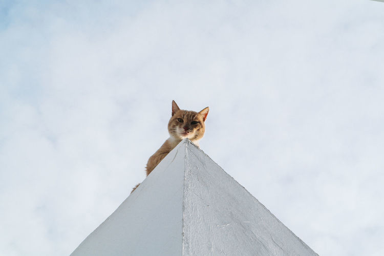 Low angle view of cat against cloudy sky
