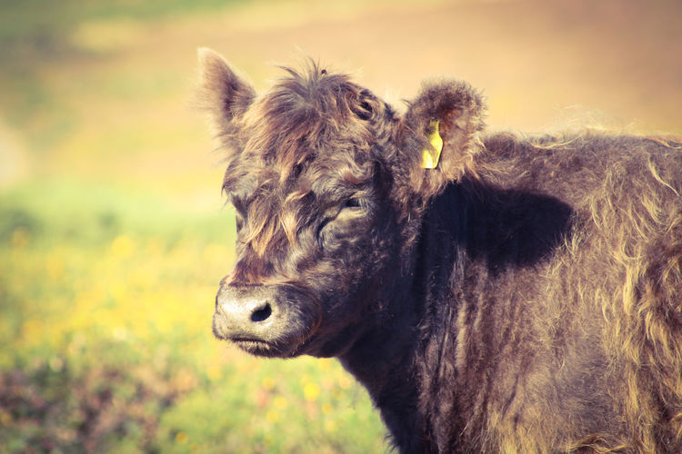 Close-up of a belted galloway cow 