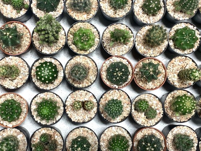 Full frame shot of potted plants , cactus background 