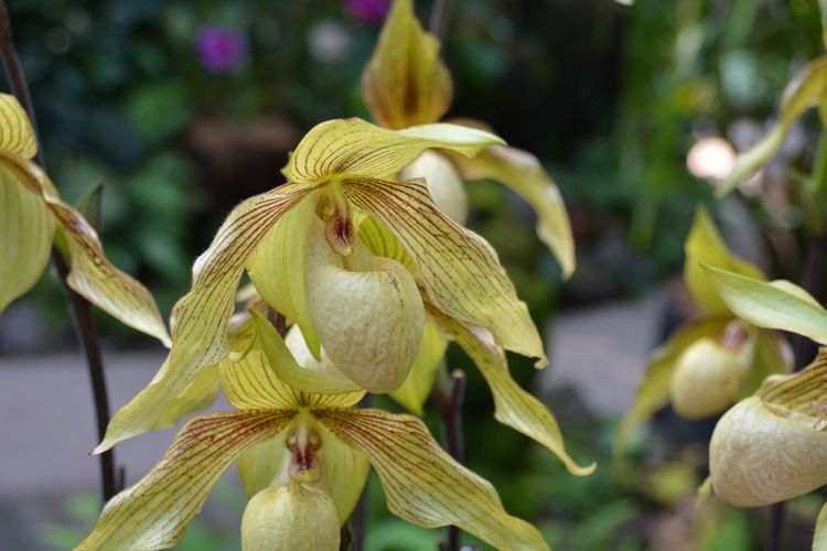 Close-up of yellow flowering plant
