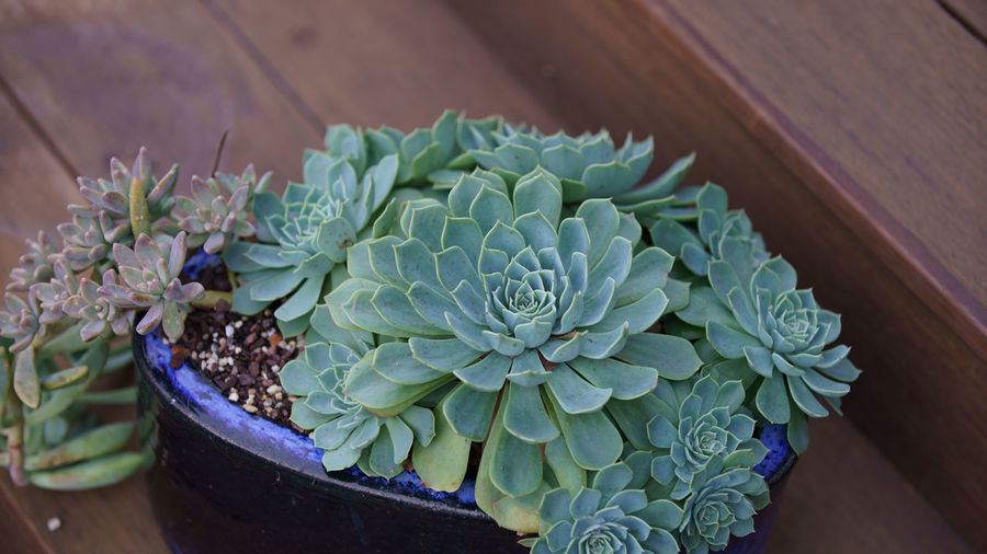 High angle view of succulent plant in pot
