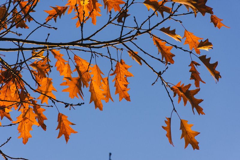 Low angle view of autumn tree against clear sky