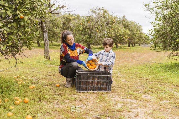 Mother and son harvesting oranges