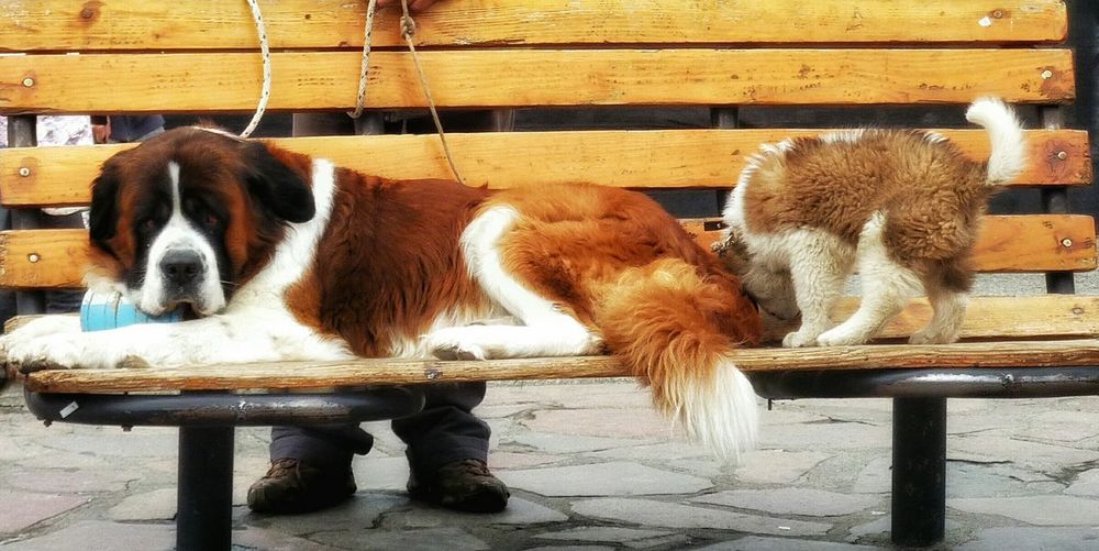 Saint bernard dogs resting on wooden bench