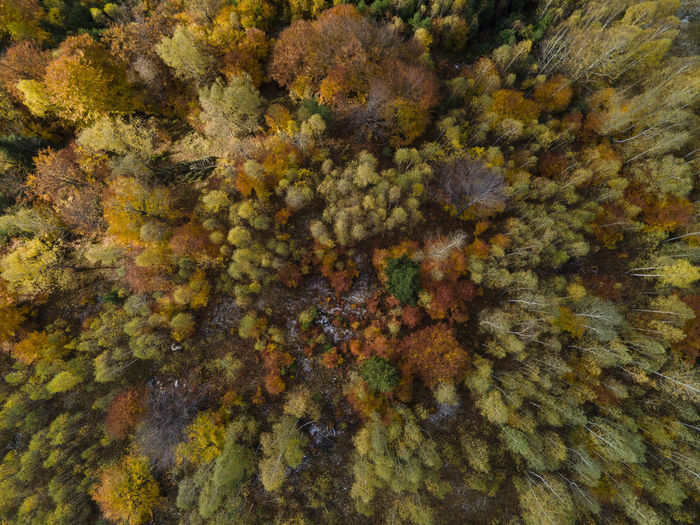 Full frame shot of autumn trees