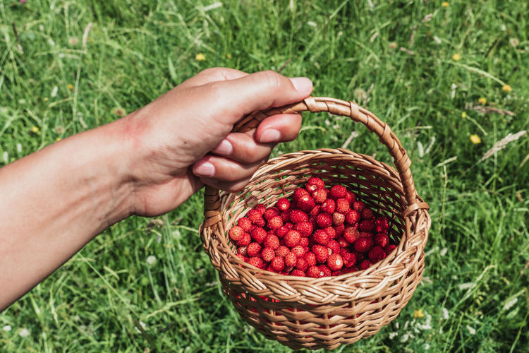 Cropped hand of man holding wicker basket