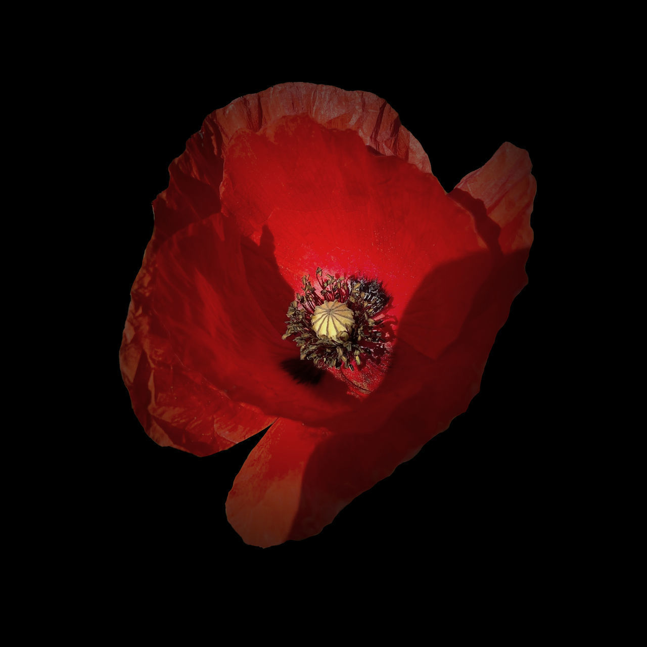 CLOSE-UP OF RED POPPY OVER BLACK BACKGROUND
