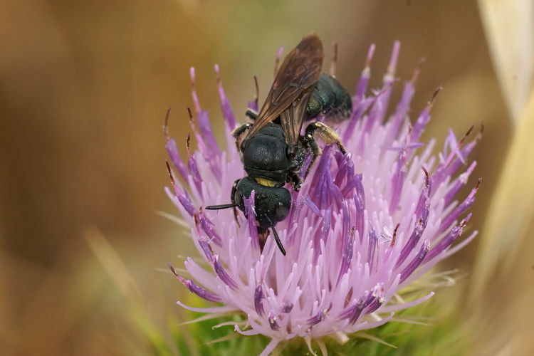 Detailed natural closeup on a mediterranean small carpenter bee ceratina chalcites, on a purple
