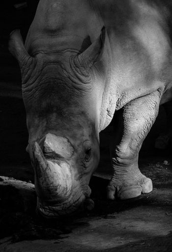 Rhinoceros walking outdoors