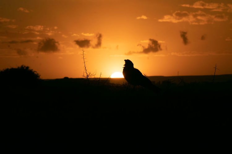 Silhouette of a bird on ground during sunset